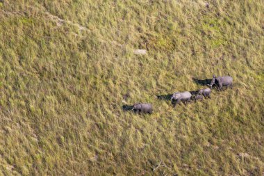 Delta Okavango 'nun Botswana' daki vahşi doğasına hava görüntüsü.