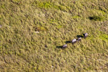 Delta Okavango 'nun Botswana' daki vahşi doğasına hava görüntüsü.