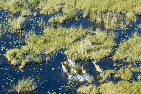 Вид Повітря Дику Природу Дельта Окаванго Ботсвані — стокове фото