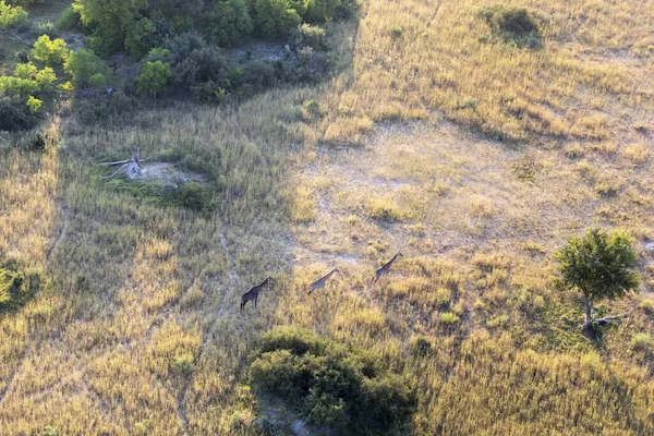 Delta Okavango 'nun Botswana' daki vahşi doğasına hava görüntüsü.