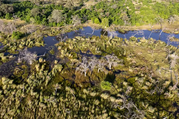 Delta Okavango 'nun Botswana' daki vahşi doğasına hava görüntüsü.