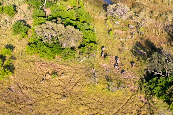 对博茨瓦纳德尔塔奥卡万戈野生动物的空中观察 — 图库照片