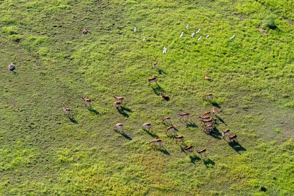 Vista Aérea Para Natureza Selvagem Delta Okavango Botsuana — Fotografia de Stock