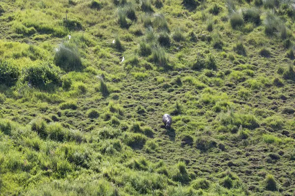 Delta Okavango 'nun Botswana' daki vahşi doğasına hava görüntüsü.