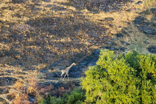 Vista Aérea Naturaleza Salvaje Del Delta Okavango Botswana — Foto de Stock