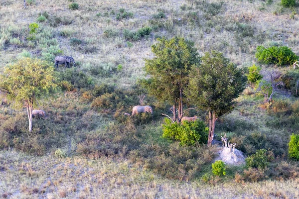 Luchtfoto Van Wilde Natuur Van Delta Okavango Botswana — Stockfoto