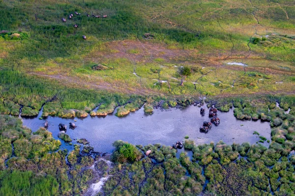 Delta Okavango 'nun Botswana' daki vahşi doğasına hava görüntüsü.