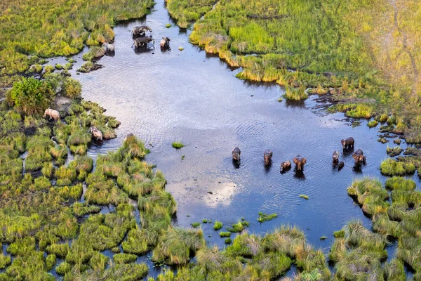 Delta Okavango 'nun Botswana' daki vahşi doğasına hava görüntüsü.