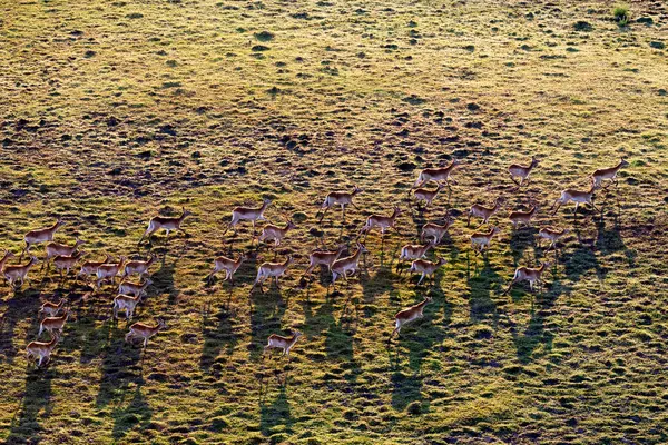 对博茨瓦纳德尔塔奥卡万戈野生动物的空中观察 — 图库照片
