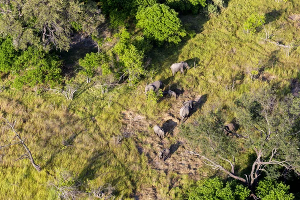 Delta Okavango 'nun Botswana' daki vahşi doğasına hava görüntüsü.