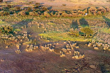 Delta Okavango 'nun Botswana' daki vahşi doğasına hava görüntüsü.