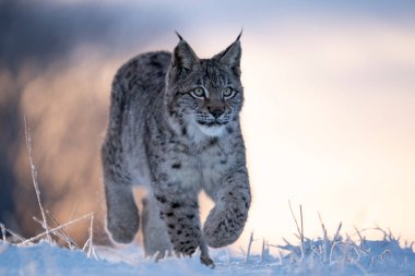 Avrasya vahşi kedi vahşi doğa habitatı, Çek, Avrupa. Vaşak vaşak.