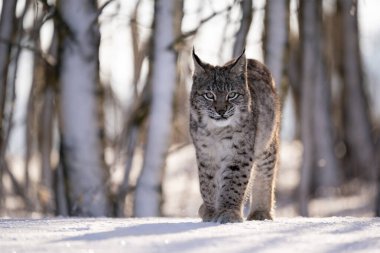 Avrasya vahşi kedi vahşi doğa habitatı, Çek, Avrupa. Vaşak vaşak.