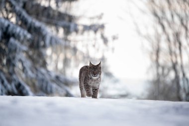 Avrasya vahşi kedi vahşi doğa habitatı, Çek, Avrupa. Vaşak vaşak.