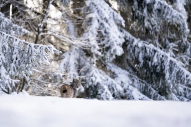 Avrasya vahşi kedi vahşi doğa habitatı, Çek, Avrupa. Vaşak vaşak.