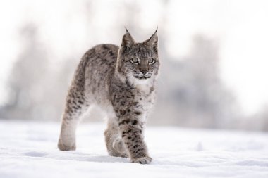 Avrasya vahşi kedi vahşi doğa habitatı, Çek, Avrupa. Vaşak vaşak.