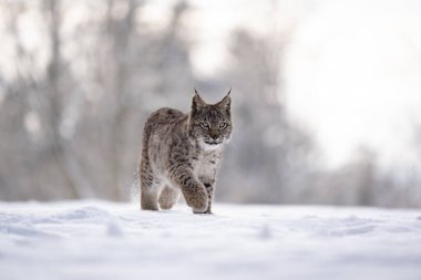 Avrasya vahşi kedi vahşi doğa habitatı, Çek, Avrupa. Vaşak vaşak.