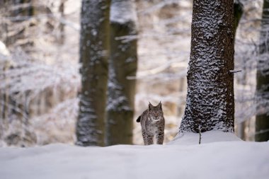 Avrasya vahşi kedi vahşi doğa habitatı, Çek, Avrupa. Vaşak vaşak.