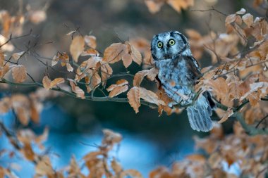 Ormandaki ağaçta baykuş (Aegolius funereus). Bu baykuş evcil bir hayvan gibidir..