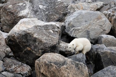 Kutup ayısı ve yavruları yürür ve yiyecek bulur..
