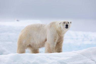 Polar bear on floating ice relaxing after hunting. clipart