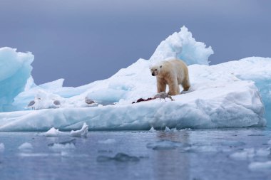 Kutup ayısı yüzen buzda avlandıktan sonra dinleniyor..