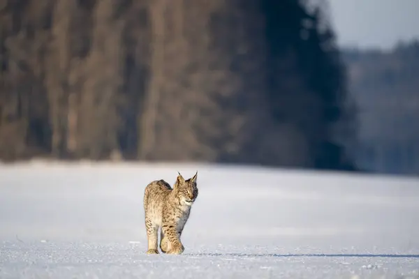 Gato Salvaje Eurasiático Hábitat Natural Salvaje Checo Europa Lince Lince —  Fotos de Stock