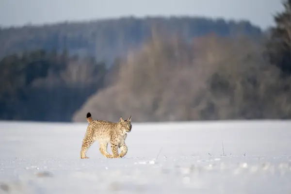 Gato Salvaje Eurasiático Hábitat Natural Salvaje Checo Europa Lince Lince —  Fotos de Stock