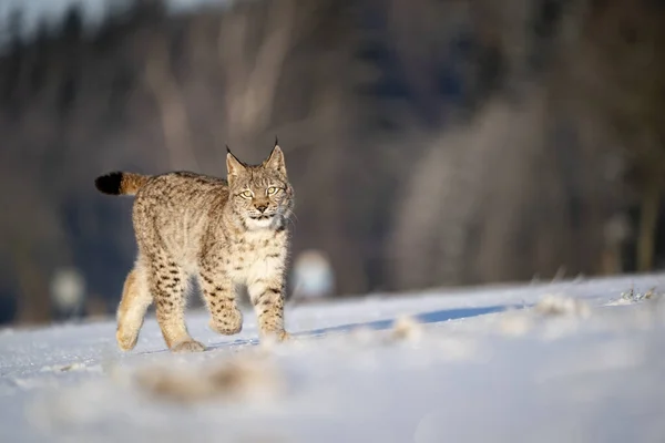 Gato Salvaje Eurasiático Hábitat Natural Salvaje Checo Europa Lince Lince — Foto de Stock