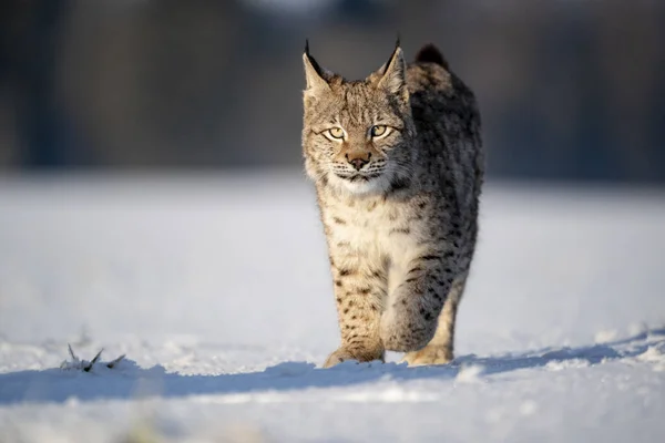 Avrasya Vahşi Kedi Vahşi Doğa Habitatı Çek Avrupa Vaşak Vaşak — Stok fotoğraf