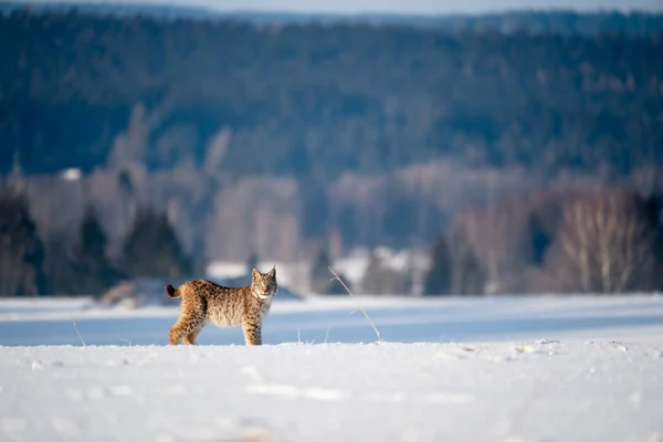 欧亚大陆野生猫科动物栖息地 Lynx Lynx — 图库照片
