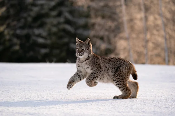 野生の自然の生息地 チェコ ヨーロッパのユーラシアの野生の猫 リンクス リンクス — ストック写真