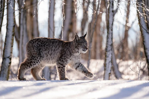 Eurasian wild cat in wild nature habitat, Czech, Europe. Lynx lynx.