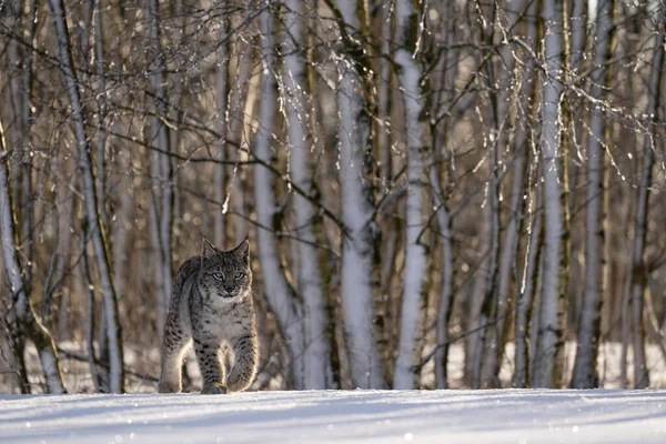 Евразийская Дикая Кошка Дикой Природе Чехия Европа Рысь Рысь — стоковое фото