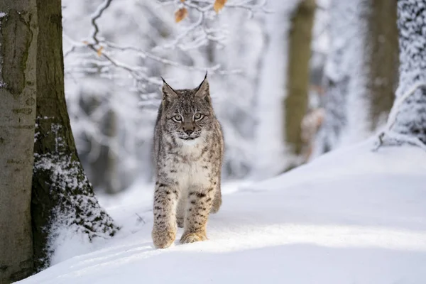 Avrasya Vahşi Kedi Vahşi Doğa Habitatı Çek Avrupa Vaşak Vaşak — Stok fotoğraf