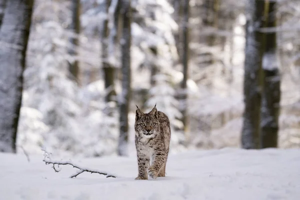 Eurázsiai Vadmacska Vadon Élő Természetben Csehország Európa Lynx Hiúz — Stock Fotó