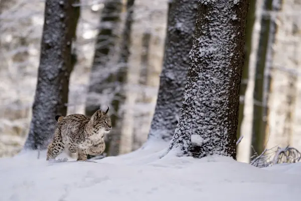 Евразийская Дикая Кошка Дикой Природе Чехия Европа Рысь Рысь — стоковое фото