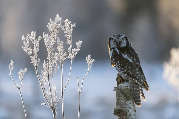 northern hawk owl (Surnia ulula) in winter time on meadow. this owl is as a pet.