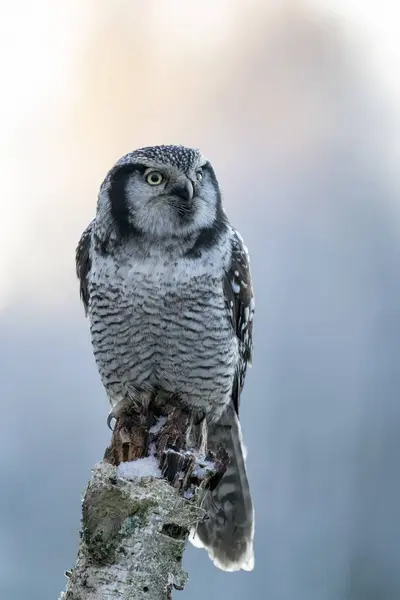Северный Ястреб Surnia Ulula Зимой Лугу Owl Pet — стоковое фото