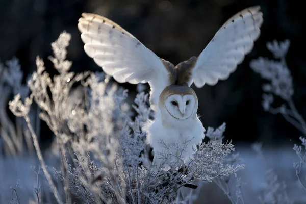Сова Тито Альба Утром Зимнее Время Owl Pet — стоковое фото