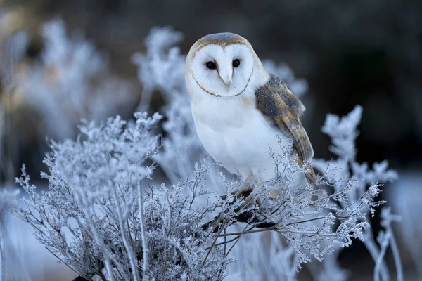 Barn Owl Tyto Alba Morning Winter Time Owl Pet — Stock Photo, Image