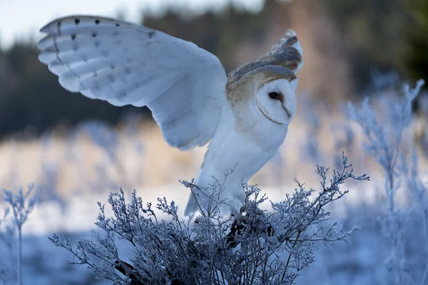 Сова Тито Альба Утром Зимнее Время Owl Pet — стоковое фото