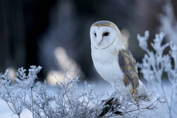 Barbagianni Tyto Alba Mattino Inverno Questo Gufo Come Animale Domestico — Foto Stock