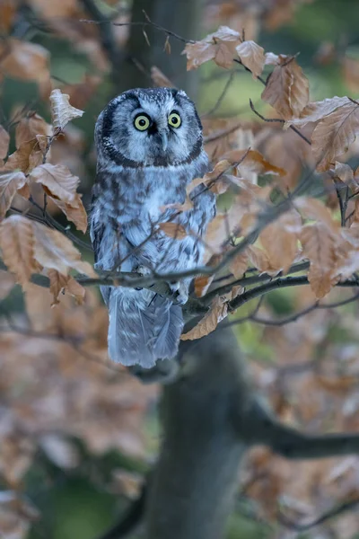 Boreal Owl Aegolius Funereus Tree Forest Owl Pet — Stock Photo, Image