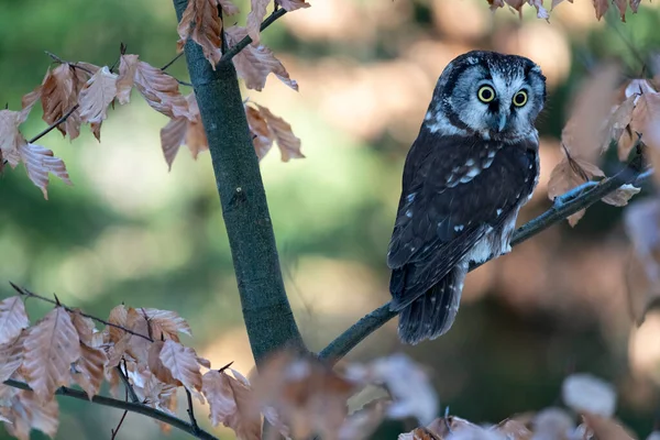 Борная Сова Aegolius Funereus Дереве Лесу Owl Pet — стоковое фото