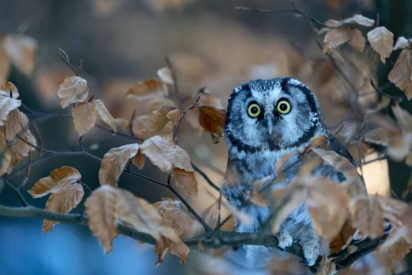 Борная Сова Aegolius Funereus Дереве Лесу Owl Pet — стоковое фото