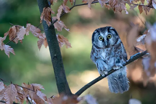 Boreal Owl Aegolius Funereus Tree Forest Owl Pet — Stock Photo, Image