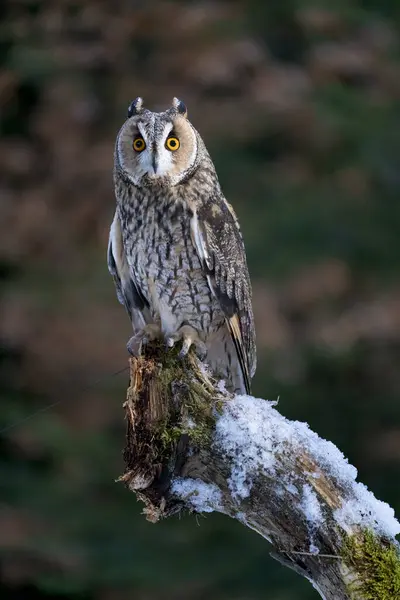 Long Ear Owl Asio Otus Tree Forest Owl Pet — стоковое фото