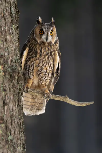 Long Ear Owl Asio Otus Tree Forest Owl Pet — стоковое фото
