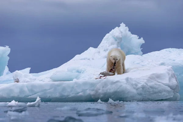 猎捕后浮冰上的北极熊放松 — 图库照片